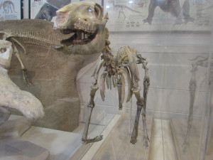 This rare skeleton of a tiny prehistoric horse was found in tact. Photo by Ellen Wright