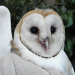 Nordness helped a friend rescue this barn owl from some backyard bushes near Lake Calavera. The ranger put a towel over “Barney” to avoid getting bitten, then called Wildlife Assist, a volunteer organization that helps rescue wild animals. “I later heard Barney made a full recovery and was released back into the wild,” Nordness said. 