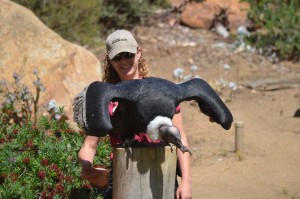 A San Diego Zoo Safari Park animal handler with an Andean Condor, one of the world’s endangered species.  Photo by Tony Cagla