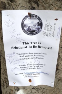 Some residents made their feelings about removing the trees known  on notice fliers the city placed. Photo by Tony Cagala