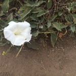 This Datura stramonium, also known as devil's trumpet, moonflower, locoweed and Jimson weed, seems to be the sole survivor of the spring crop in Carlsbad’s Calavera Preserve. The plant, a hallucinogenic that can be toxic, probably originated in Mexico. 