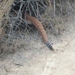 The existence of rattlesnakes at Calavera Preserve is not a myth, so it makes sense to keep pets on a leash. This fat rattler crossed the path of hikers on a recent August morning.   