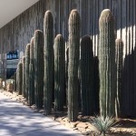 Multiple saguaro cactuses stand like sentinels in the garden at Western Spirit: Scottsdale’s Museum of the West, a two-year-old Smithsonian affiliate that has approximately 2,000 rotating artworks, artifacts and objects on display within its 43,000 square feet. Considered endangered, saguaros grow only in the Sonoran Desert, which includes the Phoenix Metro area. (Photo by E’Louise Ondash)